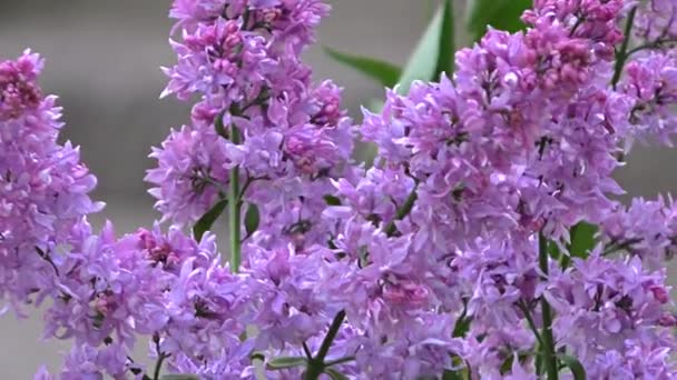 Beautiful purple lilac branches — Stock Video