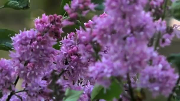 Красиві фіолетові гілки бузку — стокове відео