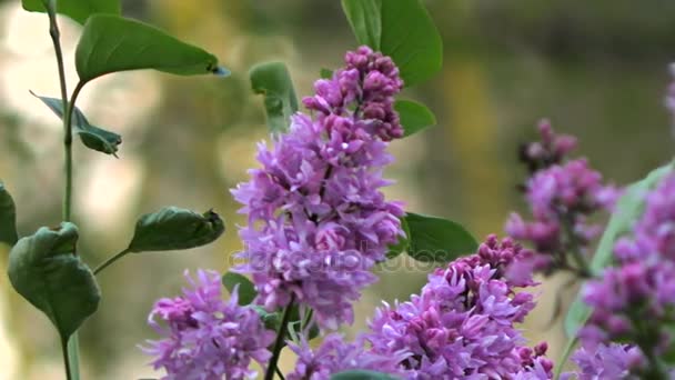 Krásné fialové lila větve — Stock video