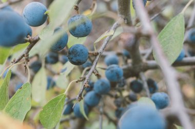 Şube, makro fotoğraf yaban eriği çilek, yaban karaçalı çilek dikenler