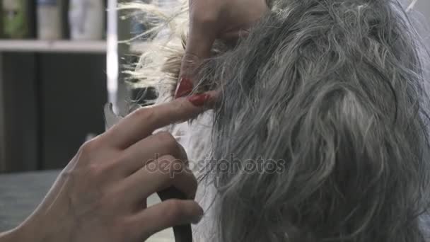 Η φροντίδα του σκύλου νύχια. Στίλβωση τα νύχια του το τεριέ του Γιορκσάιρ. Dog υγεία και φροντίδα — Αρχείο Βίντεο