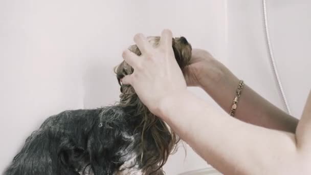 洗一条约克夏犬。照顾狗狗在美容沙龙。洗涤和狗打扮 — 图库视频影像