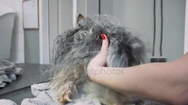 Yorkshire Terrier kat kurutma. Yıkama ve köpek damat. Caring için a Yorkshire korkunç