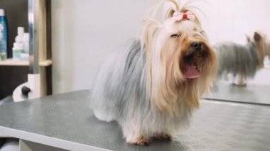 Köpek Kuaför Salonu damat Yorkshire köpek. Tam fırçalama. Hala onun saç sırada damat koyar iken Yorkshire standları.