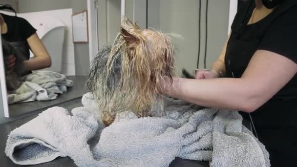 Torkning av pälsen av Yorkshire Terrier. Tvätt och grooming hund. Vårdar en Yorkshire Terrier — Stockvideo