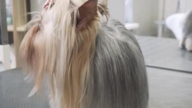 Yorkshire Terrier kuaförde bakım. Sağlık köpekler ve evde beslenen hayvan kaygı