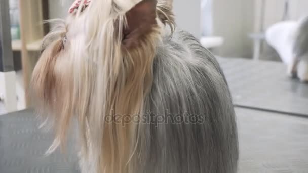 Yorkshire Terrier beim Putzen im Salon. Gesundheit Hunde und Haustierpflege — Stockvideo