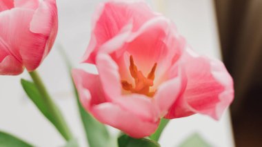 masanın üzerine Pembe lale fotoğrafı. Sığ odak 