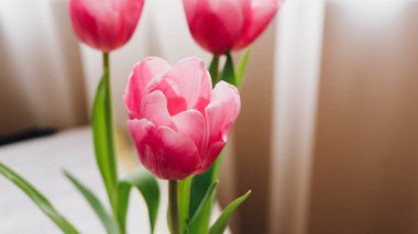 masanın üzerine Pembe lale fotoğrafı. Sığ odak 