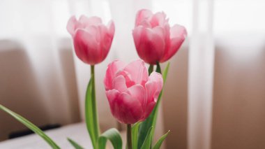 masanın üzerine Pembe lale fotoğrafı. Sığ odak 