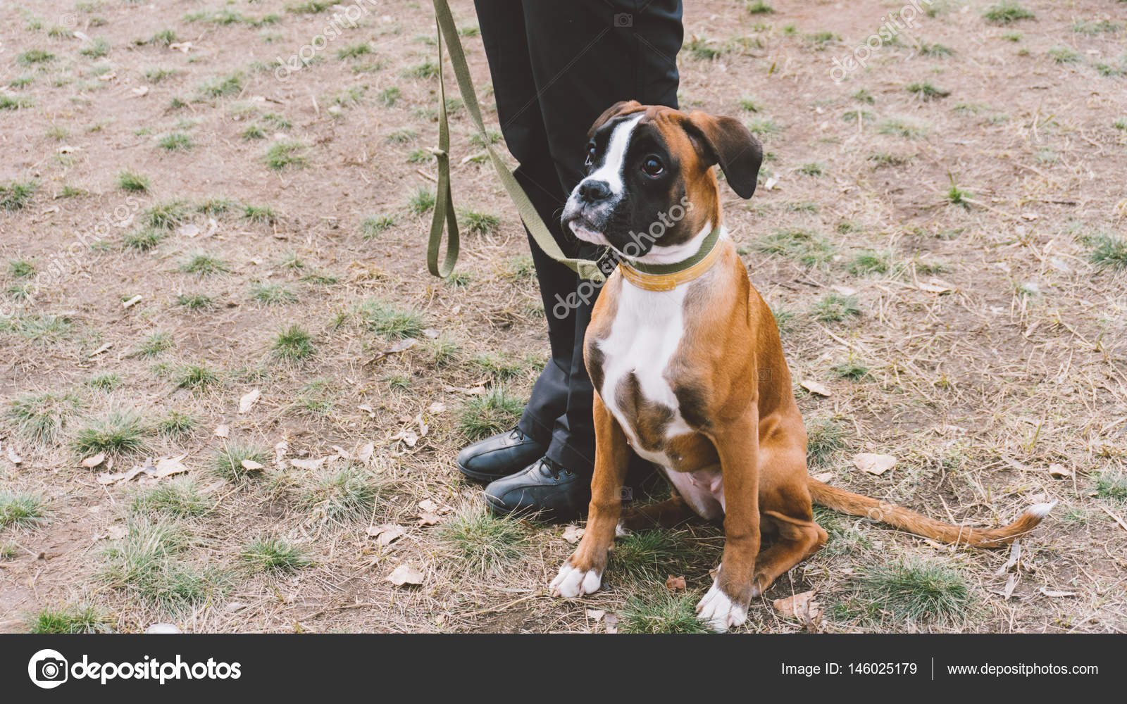 Boxeur Formation Chien Race Formation De Chien Dans La