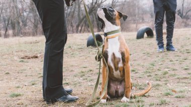eğitim köpek doğurmak boksör. Şehirdeki köpek eğitim. Yakın çekim 
