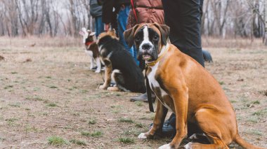 eğitim köpek doğurmak boksör. Şehirdeki köpek eğitim. Yakın çekim 