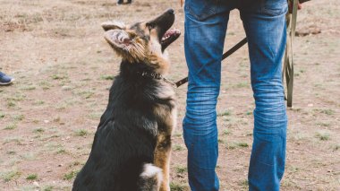 Alman kurdu doğa eğitim. Köpek eğitim