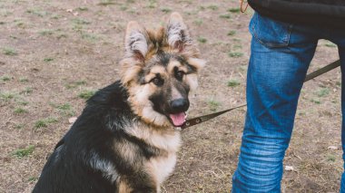 Alman kurdu doğa eğitim. Köpek eğitim