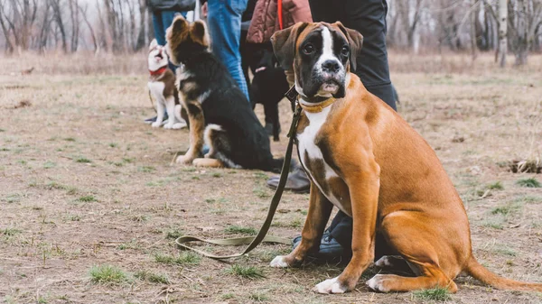 Utbildning hund rasen boxer. Hundträning i staden. Närbild — Stockfoto