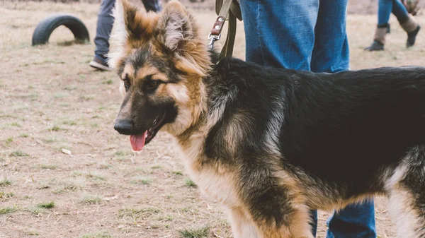 Utbildning den tyska herden i naturen. Hundträning — Stockfoto