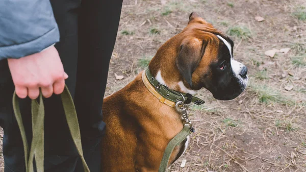the owner of the dog breed boxer. The training of the dog breed boxer