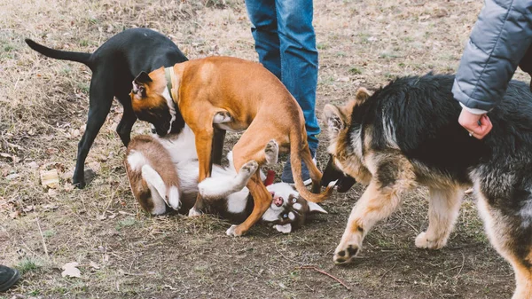 birbirleri ile Köpekler oynuyor. Evde beslenen hayvan köpek iletişim ve Oyunlar