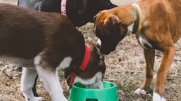 Hund husky dricksvatten. Ta hand om en hund rasen husky — Stockfoto