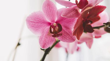 yakın çekim çiçek orkide. Ev çiçekleri ve onlar için bakım. Film doku ve sığ odak 