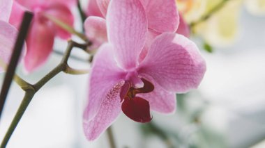 yakın çekim çiçek orkide. Ev çiçekleri ve onlar için bakım. Film doku ve sığ odak 