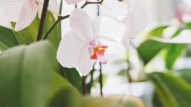 Beyaz Orkide çiçek yakın çekim. Makro fotoğraf bir orkide yaprakları