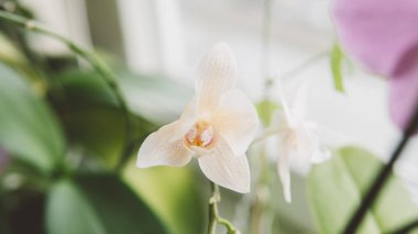 Beyaz Orkide çiçek yakın çekim. Makro fotoğraf bir orkide yaprakları