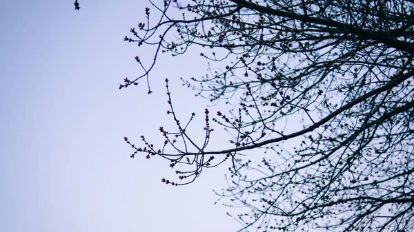 Gün batımında tomurcukları ile ağaç dalları. Bahar ağaçları Close-up. Sığ odak — Stok fotoğraf