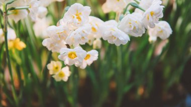 yakın çekim nergis hafif bir arka plan üzerinde. Nergis çiçek bahar. Sığ odak 