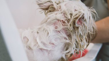 Batı dağlık beyaz korkunç damat salona yıkayın. Batı dağlık beyaz korkunç için bakım. Sığ odak 