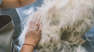 Batı dağlık beyaz korkunç damat. Beyaz köpek damat. Eski bir palto köpeklerde koparma. Sığ odak 