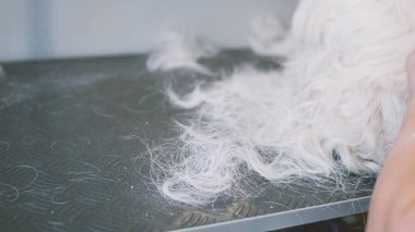 Batı dağlık beyaz korkunç damat. Beyaz köpek damat. Eski bir palto köpeklerde koparma. Sığ odak 
