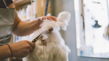 saç kesimi beyaz köpek makas. Köpek damat salonda. Sığ odak 