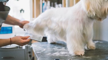 saç kesimi beyaz köpek makas. Köpek damat salonda. Sığ odak 