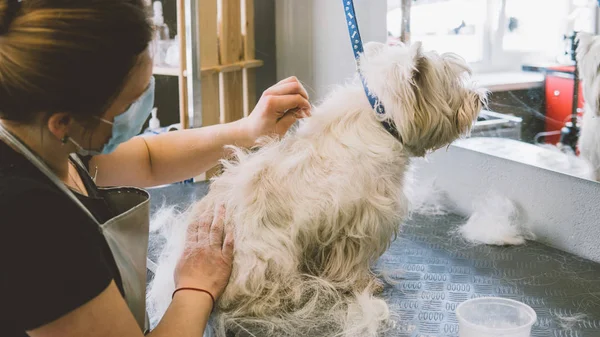 Pflege des West Highland White Terrier. Pflege weißer Hunde. Ein altes Fell bei Hunden zupfen. Oberflächlicher Fokus — Stockfoto