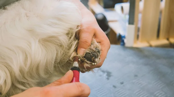 köpeklerde kırparak çivi. Hizmet damat salon köpekler için. Tırnak bakım köpekler. Sığ odak 