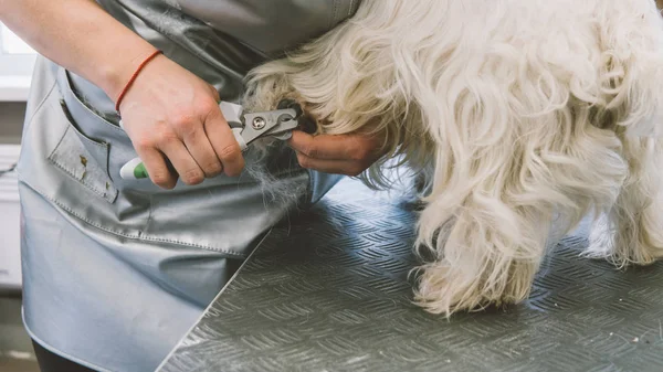Nagelschneiden bei Hunden. Pflegesalon für Hunde. Nagelpflegehunde. Oberflächlicher Fokus — Stockfoto