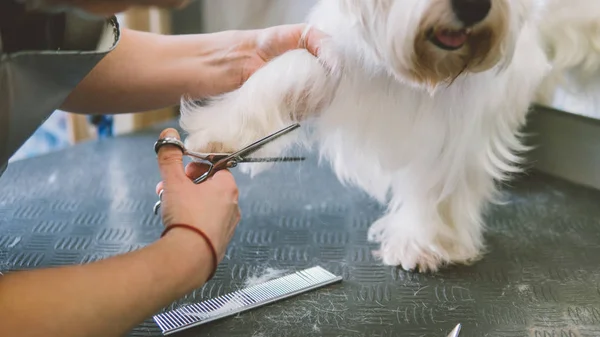 Forbici taglio di capelli cani bianchi. Curare i cani nel salone di toelettatura. Concentrazione superficiale — Foto Stock