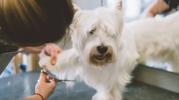 Haarschnitt-Schere weiße Hunde. Hundepflege im Pflegesalon. Oberflächlicher Fokus — Stockfoto