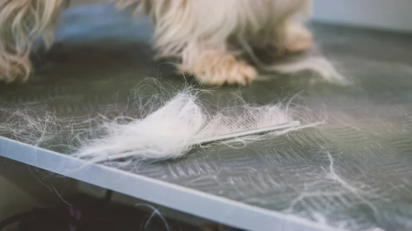 Cuidar el pelo del West Highland White Terrier. Enfoque superficial —  Fotos de Stock