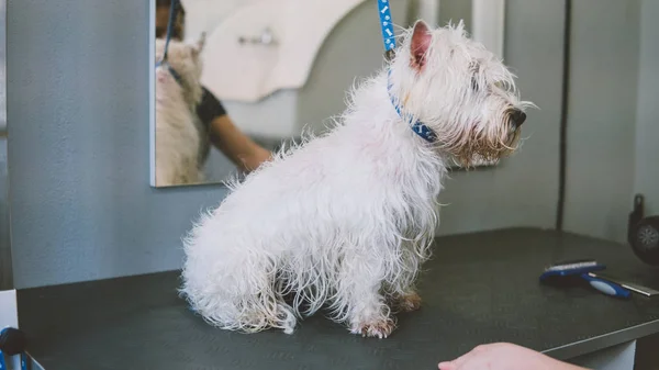 Pflege des West Highland White Terrier. Oberflächlicher Fokus — Stockfoto
