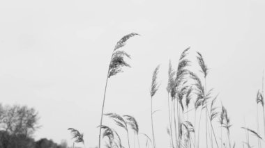 sazlık Gölü yakın çekim üzerinde. Sazlık ile göl manzara.