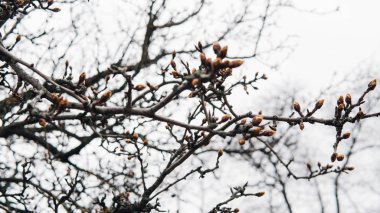 bahar tomurcukları ağaçlar yakın çekim üzerinde. Çiçek açması meyve ağaçları. Sığ odak 