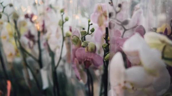 Орхидеи для продажи крупным планом. Цветочная выставка орхидей. Лепестки Макро Орхидеи. Мелкий фокус — стоковое фото