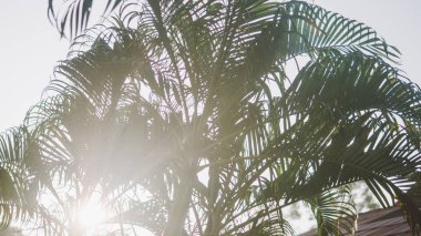  gündoğumu yakın çekim, tropikal palmiye ağaçları. Asya'nın tropikal doğa 