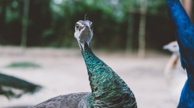 Tavus kuşu hayvanat bahçesi içinde muhafaza dışında bir grup. Doğada tavus kuşu