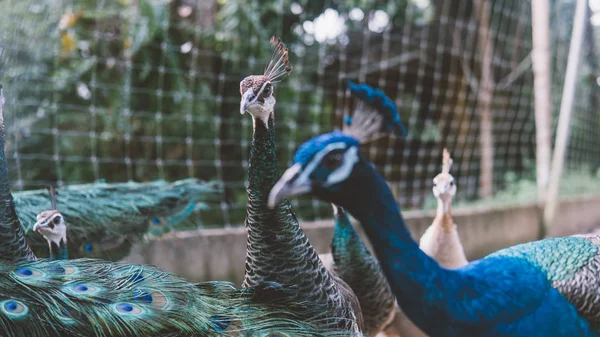 Pavos reales exóticos en la jaula al aire libre de cerca. Retrato de un primer plano de pavo real. — Foto de Stock