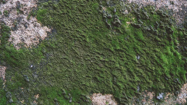 Gamla väggen textur med mossa och vatten ränder närbild. Vintage textur av gamla byggnad — Stockfoto
