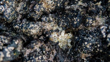 Volkanik plajlar ve resifleri Kanarya Adaları. İspanya'daki volkanik adalar.